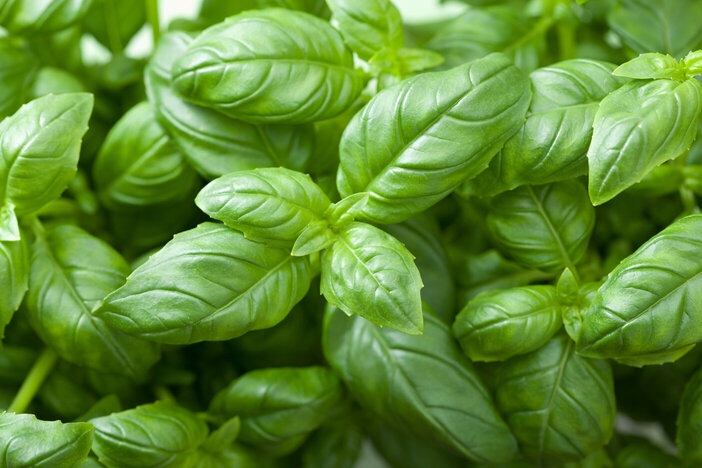 bunch of basil leaves