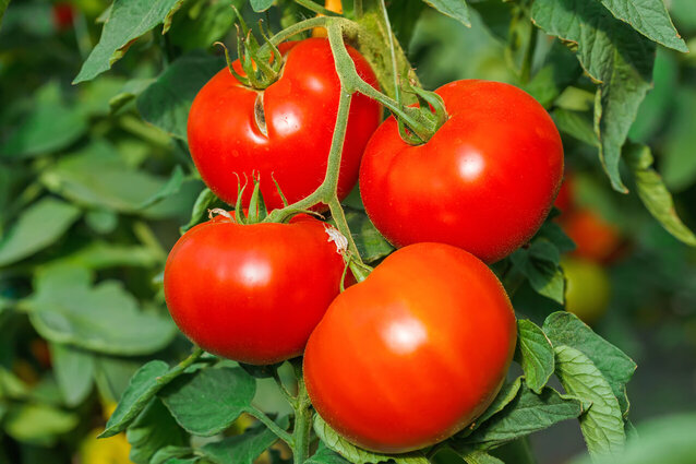 tomatoes on the vine